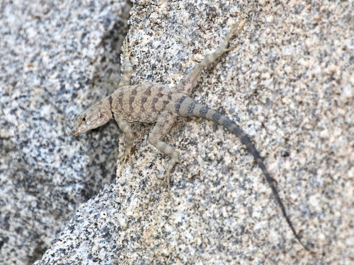 Banded Rock Lizard