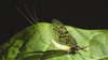 Eastern Green Drake - Photo (c) Daniel Trela, all rights reserved, uploaded by Daniel Trela