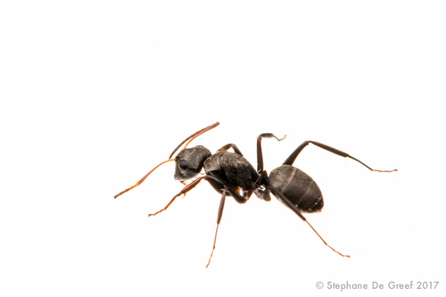 Camponotus linnaei image