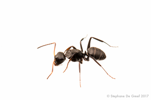 Camponotus linnaeiCamponotus linnaei