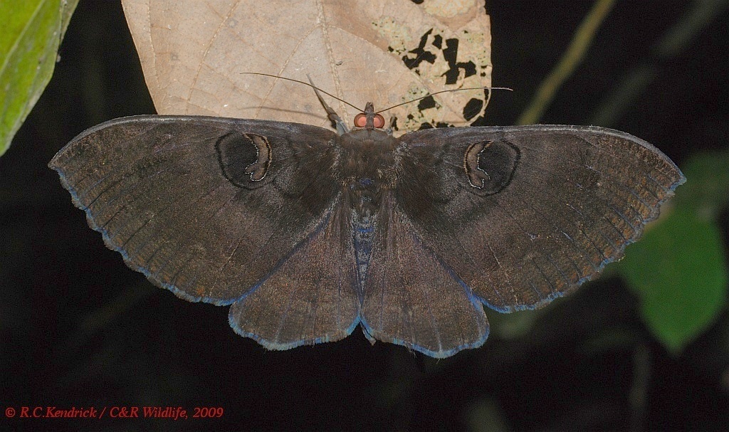 White Cedar Moth (Erebidae Moths of SW Australia) · iNaturalist