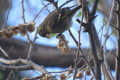 Cabecitanegra austral