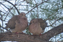 Palomita montera