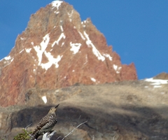 Carpintero pitío