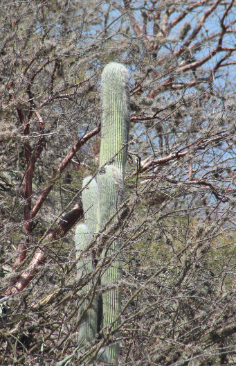 old man cactus (Cephalocereus senilis)  iNaturalist