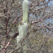 Old Man Cactus - Photo (c) Horacio V. Barcenas, all rights reserved, uploaded by Horacio V. Barcenas