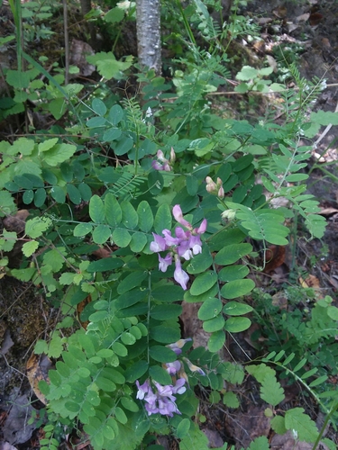 American Deervetch