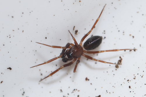 Small Sheet-web Weaver
