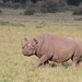 Black Rhinoceros - Photo (c) Juan Martinez, all rights reserved, uploaded by Juan Martinez