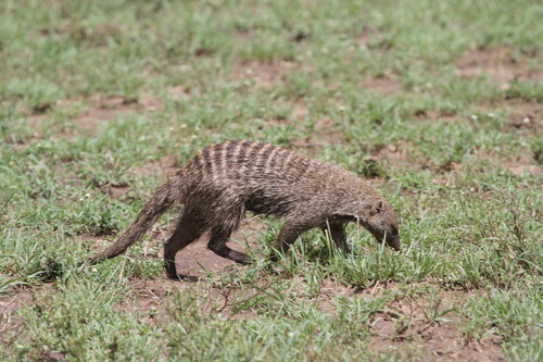 Banded Mongoose