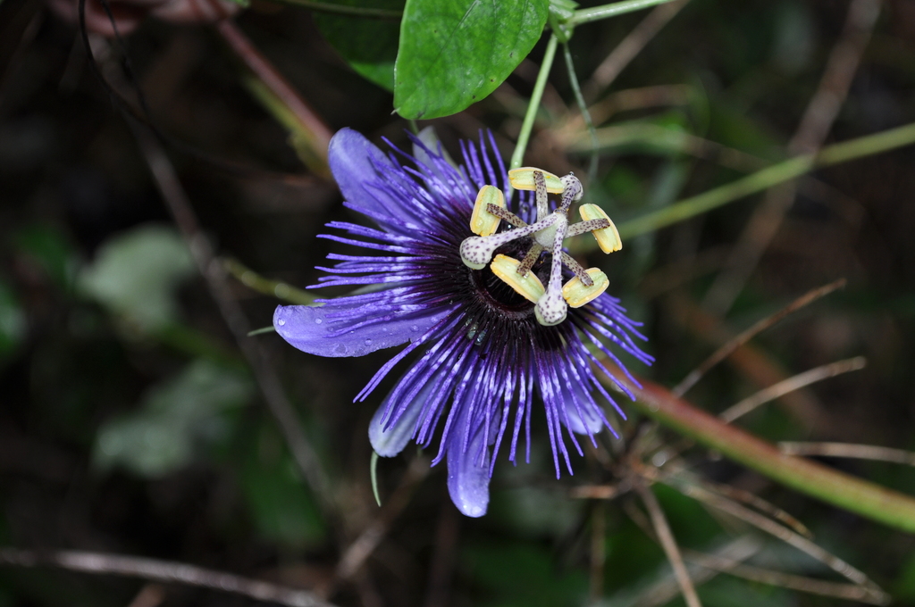 Amethyst passionflower