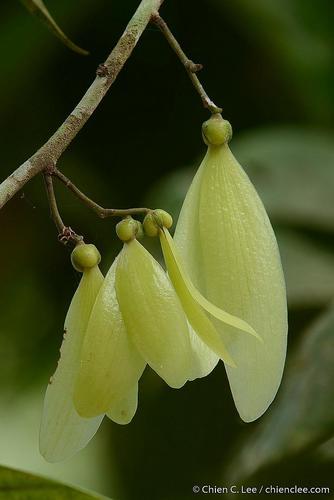 Hopea nervosa · iNaturalist