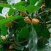 Ficus cucurbitina - Photo (c) Chien Lee, todos los derechos reservados, subido por Chien Lee