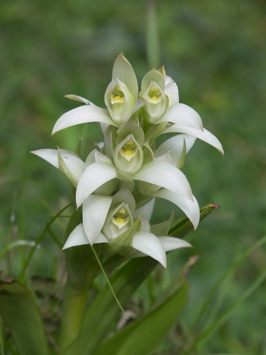 Chloraea membranacea · iNaturalist