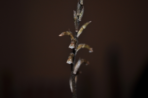 Cyclopogon bicolor