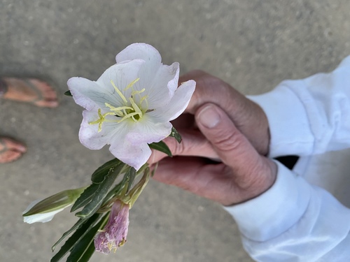 fragrant evening primrose