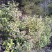 Olearia paniculata - Photo (c) Christopher Cookson, todos los derechos reservados, uploaded by Christopher Cookson