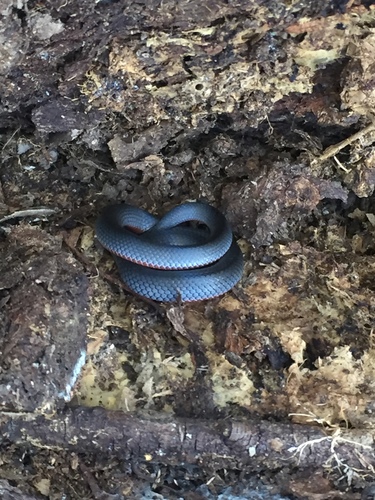 Eastern Small-eyed Snake sighting