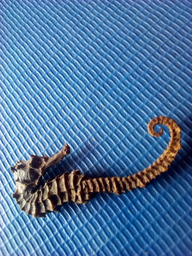 West African Seahorse
