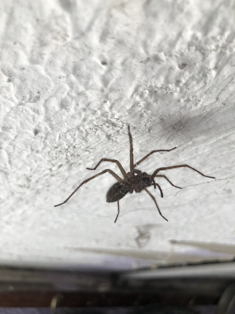 Giant House Spider from Great Britain, Colwyn Bay, Wales, GB on May 30 ...