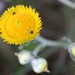 Helichrysum decorum - Photo (c) Garth Aiston, todos los derechos reservados, subido por Garth Aiston