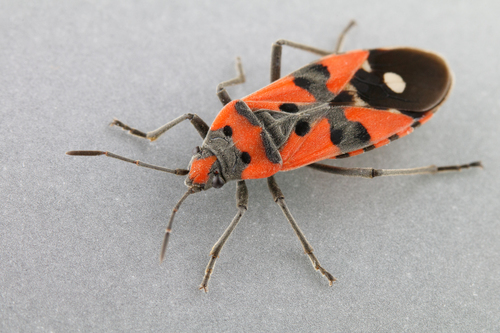 Lygaeus simulans