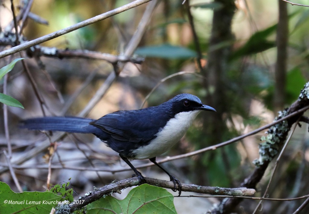 Blue-and-white Mockingbird (Melanotis hypoleucus) photo