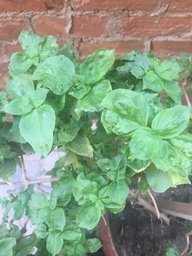 Sweet basil