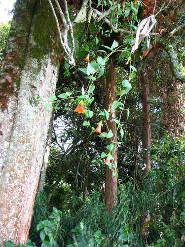Canarina eminii