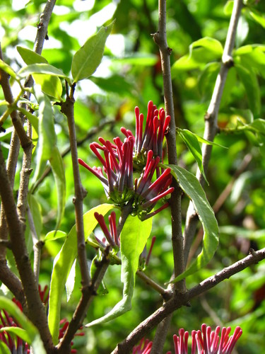 Englerina woodfordioides