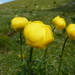 Globeflowers - Photo (c) dellimuffin, all rights reserved, uploaded by dellimuffin