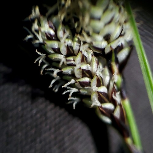 Holm sedge (Carex heteroneura var. chalciolepis)