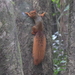 Northern Amazon Red Squirrel - Photo (c) Fábio Olmos, all rights reserved, uploaded by Fábio Olmos