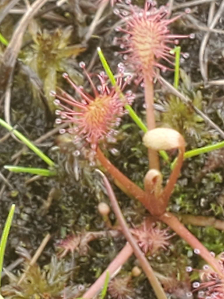 spoonleaf sundew from Rushford, NY 14777, USA on May 30, 2020 at 01:52 ...