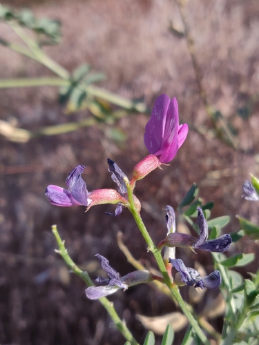 Astragalus mokiacensis A. Gray