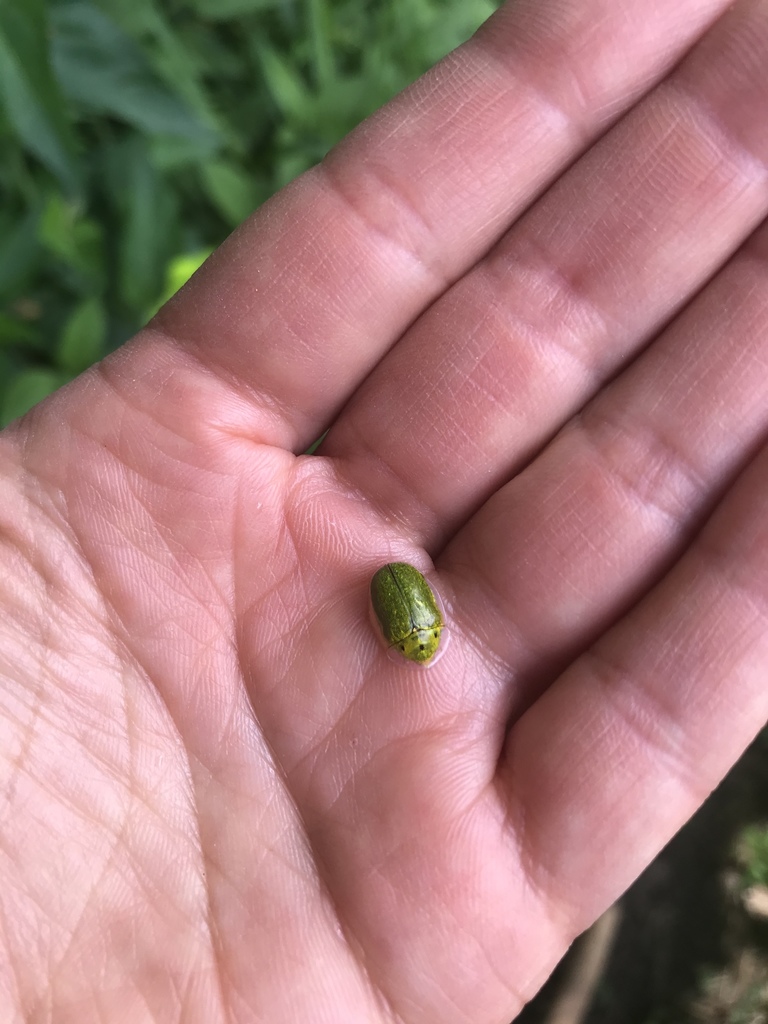 Sunflower Tortoise Beetle from Jewell Ln, North Ferrisburgh, VT, US on