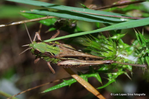 Chorthippus apicalis
