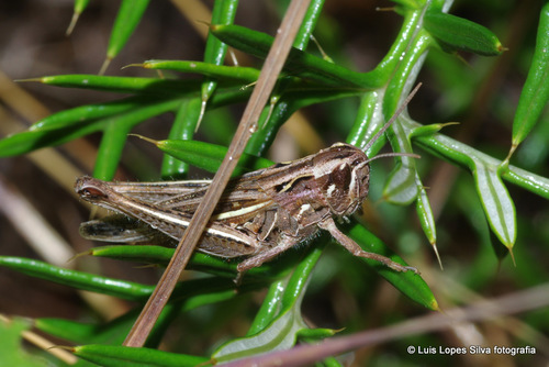 Chorthippus apicalis