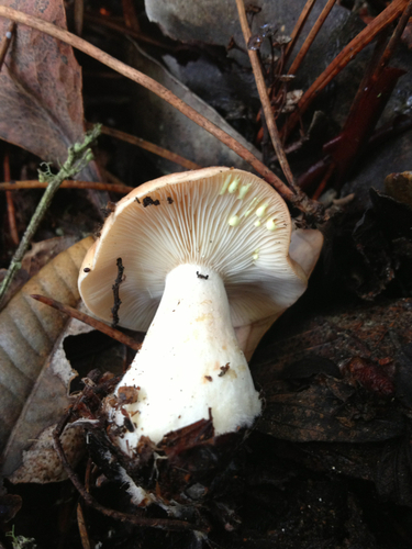 Yellow-staining Milk Cap