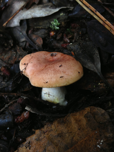 Yellow-staining Milk Cap