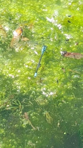 photo of Skimming Bluet (Enallagma geminatum)