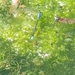 photo of Skimming Bluet (Enallagma geminatum)