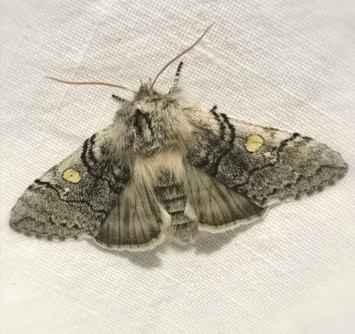 Yellow Horned