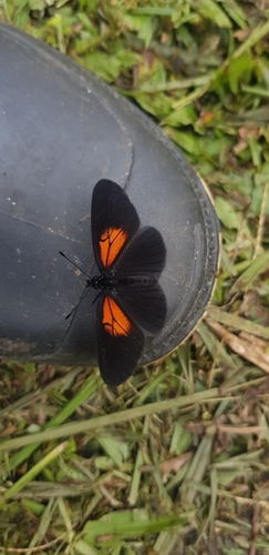 Castilia neria · iNaturalist