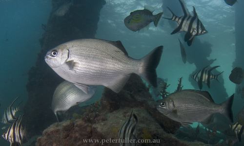 Gümüş Davulcu (Kyphosus sydneyanus)Gümüş Davulcu (Kyphosus sydneyanus)  