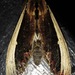 Truncaptera gigantea - Photo (c) Rich Hoyer, all rights reserved