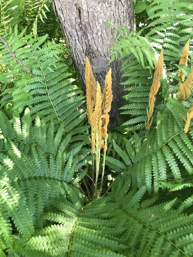 Osmundastrum cinnamomeum (Osmundastrum cinnamomeum)