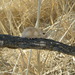 Eastern Desert Pocket Mouse - Photo (c) Heelsplitter, all rights reserved, uploaded by Heelsplitter