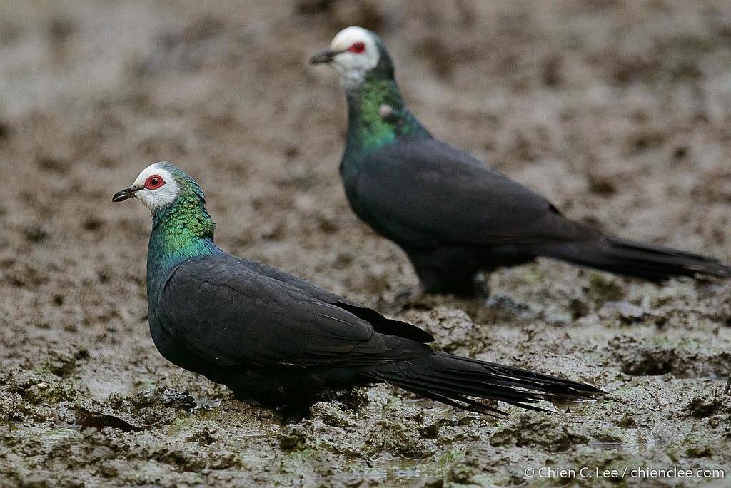 White-faced Cuckoo-Dove (Turacoena manadensis) photo