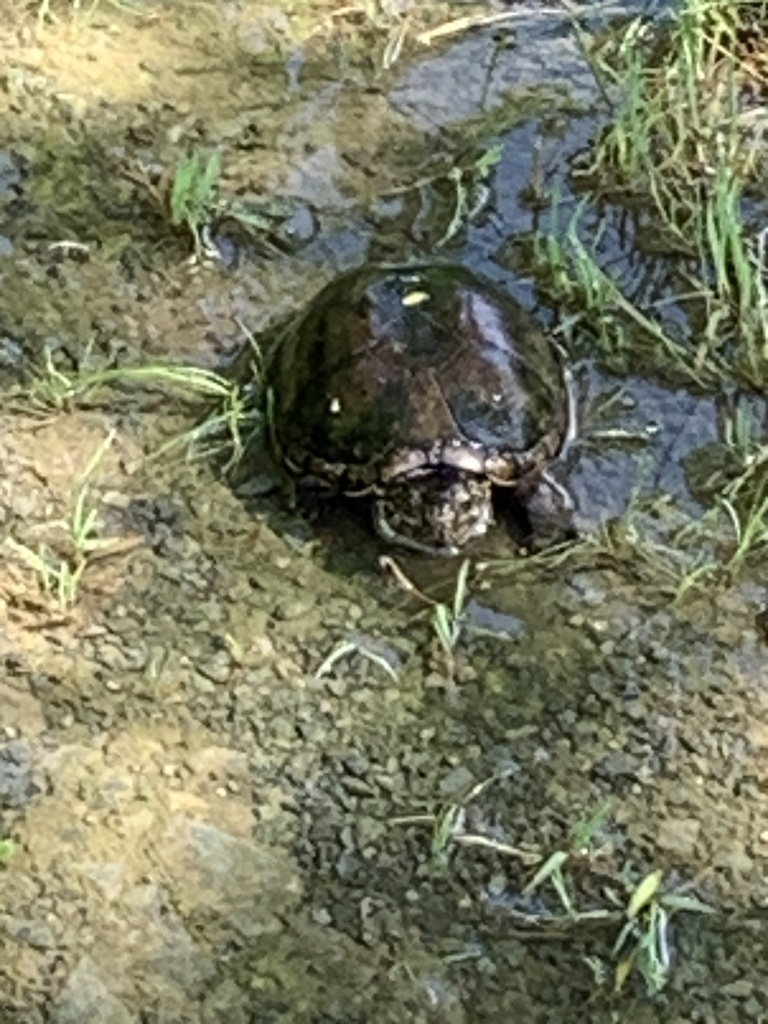 Eastern Mud Turtle from Orange County, US-NC, US on May 30, 2020 at 04: ...